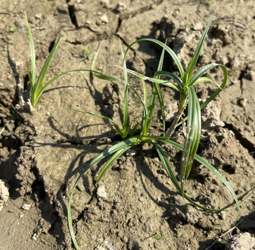 Cyperus fuscus L., 1753 &copy; Millaku F, Krasniqi E, Bytyçi P, Berisha N