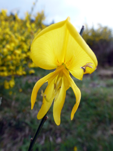 Cytisus scoparius (L.) Link, 1822 &copy; Sander Pieterse