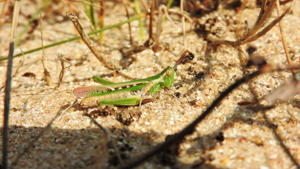 Calephorus compressicornis © Bastien Moisan