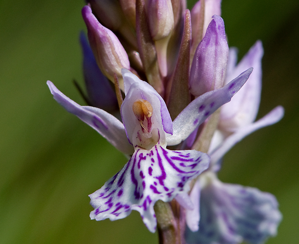 Dactylorhiza maculata (L.) Soó, 1962 &copy; Wijnand van Buuren
