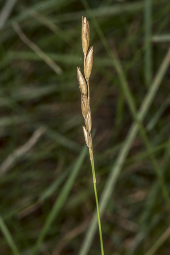 Danthonia decumbens (L.) DC., 1805 &copy; Piet J. Ashouwer