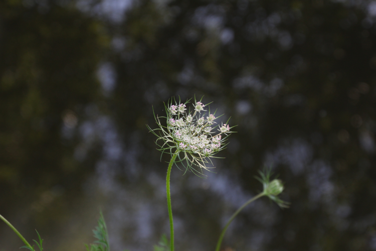 Daucus carota L., 1753 &copy; Lidwien Peterse