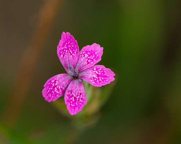Dianthus armeria L., 1753 &copy; Wijnand van Buuren