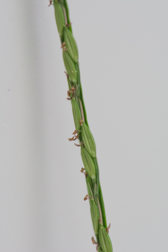 Digitaria sanguinalis (L.) Scop., 1771 &copy; Wijnand van Buuren