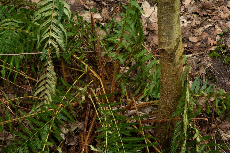 Dryopteris affinis s. l. &copy; Wijnand van Buuren