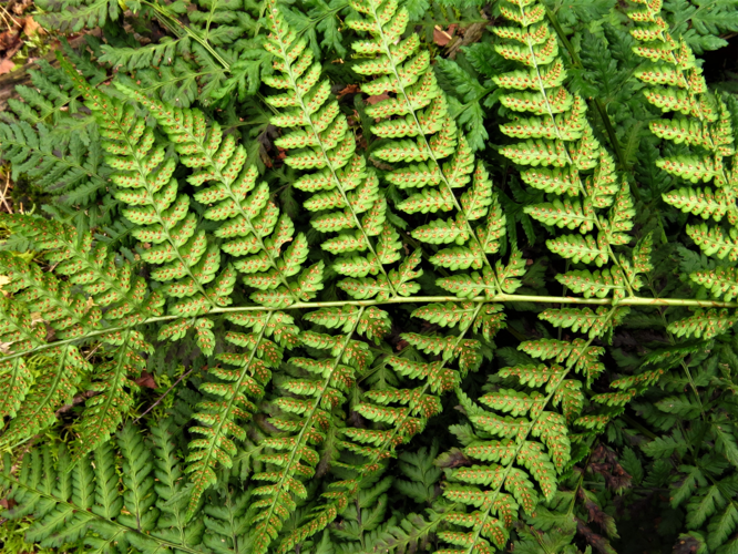 Dryopteris dilatata (Hoffm.) A.Gray, 1848 &copy; Martien van den Heuvel