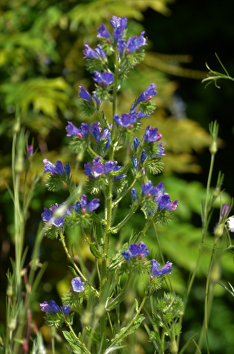 Echium plantagineum L., 1771 &copy; Louis Westgeest