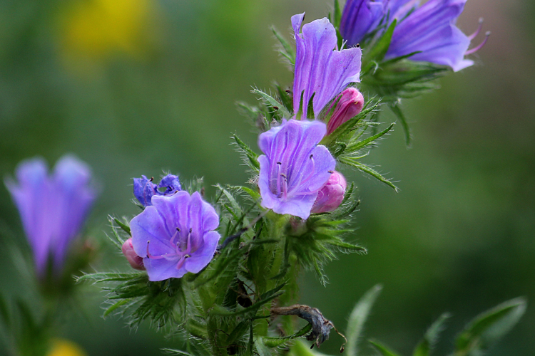 Echium vulgare L., 1753 &copy; Annemieke Hoozemans
