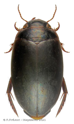  © P.Prévost - Magellanes 2021