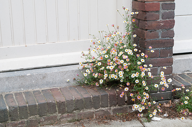 Erigeron karvinskianus DC., 1836 &copy; Hans Adema