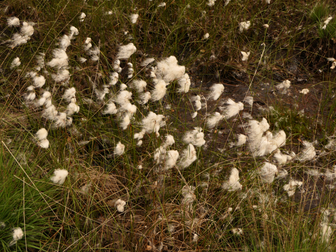 Eriophorum angustifolium Honck., 1782 &copy; Dick Belgers