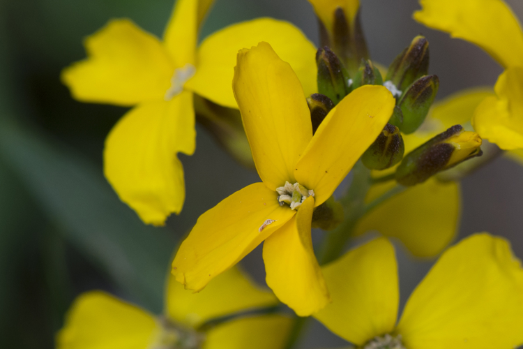 Erysimum cheiri (L.) Crantz, 1769 &copy; Piet J. Ashouwer