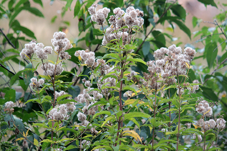Eupatorium cannabinum L., 1753 &copy; Annemieke Hoozemans