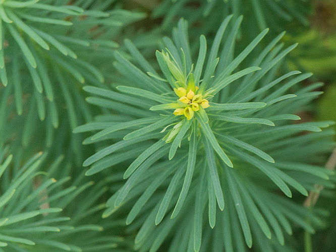 Euphorbia cyparissias L., 1753 &copy; Wijnand van Buuren