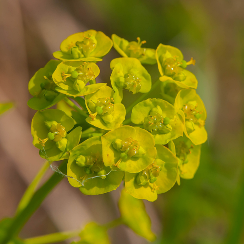 Euphorbia esula L., 1753 &copy; Wijnand van Buuren