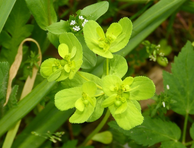 Euphorbia helioscopia L., 1753 &copy; Dick Belgers