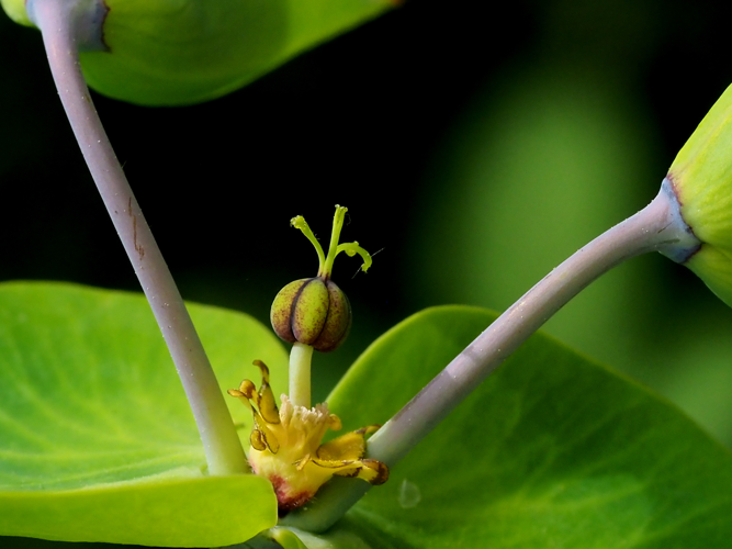 Euphorbia lathyris L., 1753 &copy; Henk van Woerden