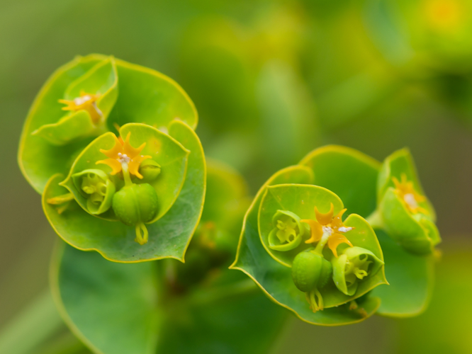 Euphorbia segetalis L., 1753 &copy; Wijnand van Buuren