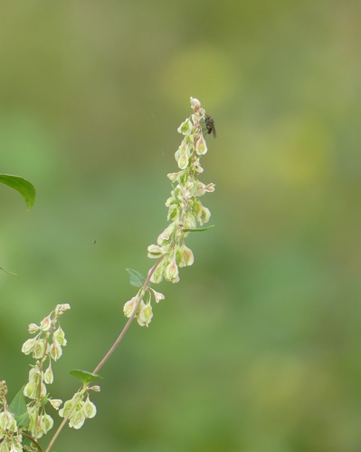 Fallopia dumetorum (L.) Holub, 1971 &copy; Piet Glasbergen