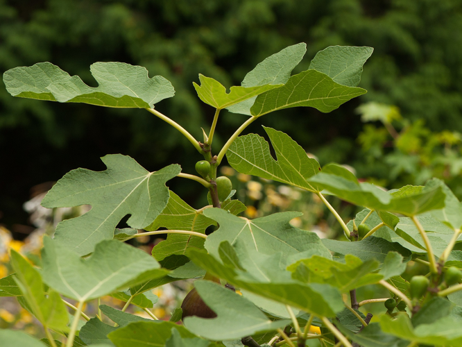 Ficus carica L., 1753 &copy; Wijnand van Buuren