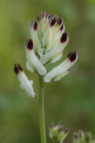 Fumaria capreolata L., 1753 &copy; Wijnand van Buuren