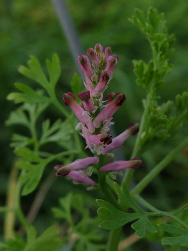 Fumaria officinalis L., 1753 &copy; Hannco Bakker
