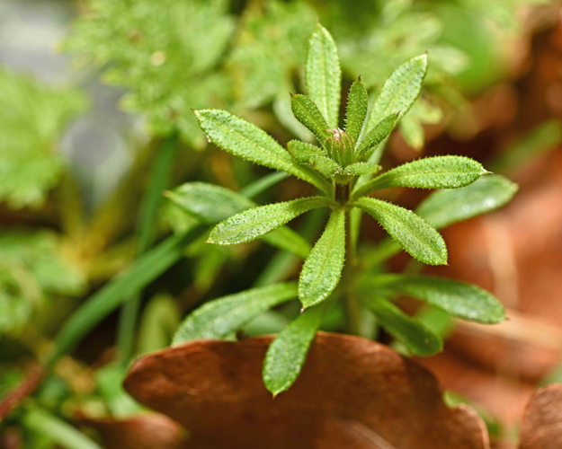 Galium aparine L., 1753 &copy; Bas van Hulst-Kuiper