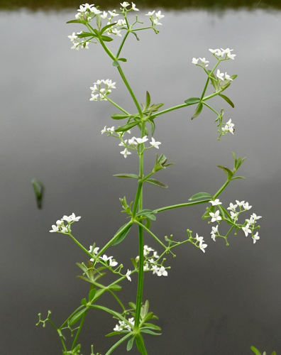 Galium palustre L., 1753 &copy; Bert Verbruggen