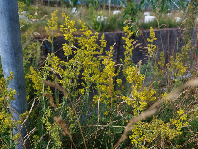Galium verum L., 1753 &copy; Dick Belgers