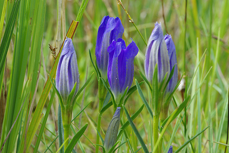 Gentiana pneumonanthe L., 1753 &copy; Hans Adema