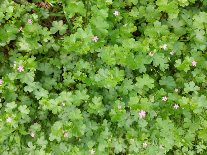 Geranium lucidum L., 1753 &copy; Dick Belgers
