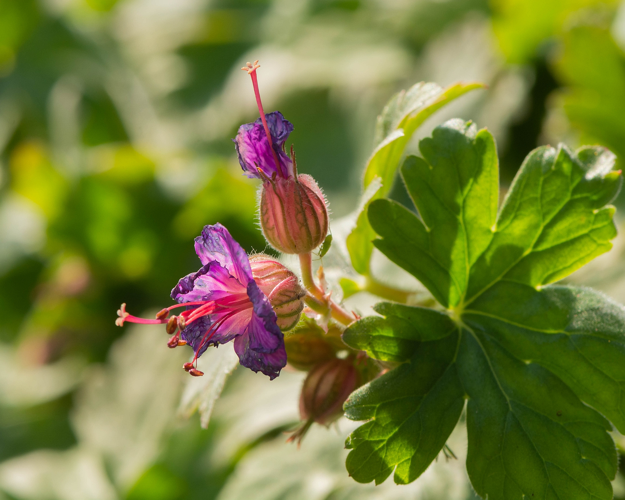 Geranium macrorrhizum L., 1753 &copy; Wijnand van Buuren