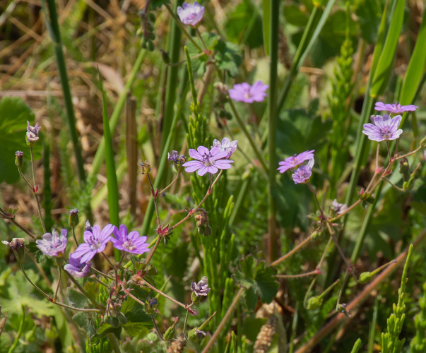 Geranium pyrenaicum Burm.f., 1759 &copy; Wijnand van Buuren