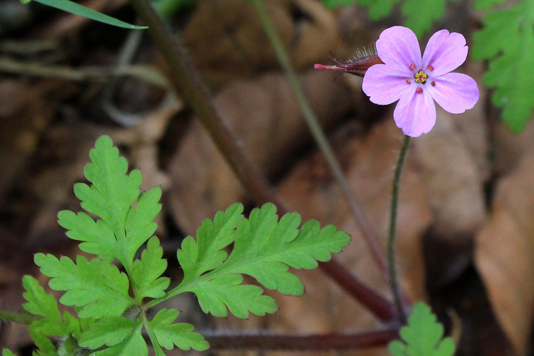 Geranium robertianum L., 1753 &copy; Annemieke Hoozemans