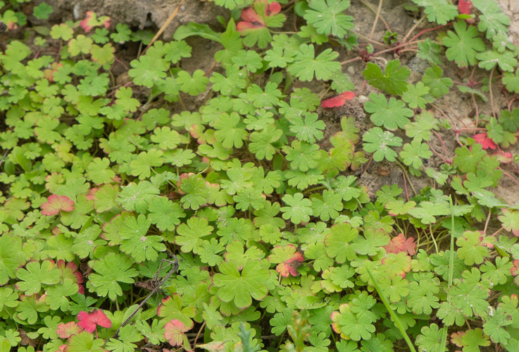 Geranium rotundifolium L., 1753 &copy; Wijnand van Buuren