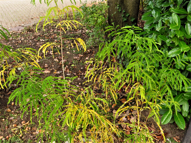 Gleditsia triacanthos L., 1753 &copy; Martien van den Heuvel
