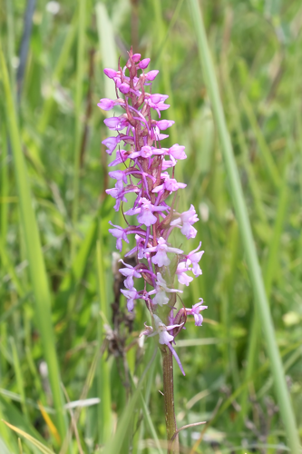 Gymnadenia conopsea (L.) R.Br., 1813 &copy; Marijke Kanters