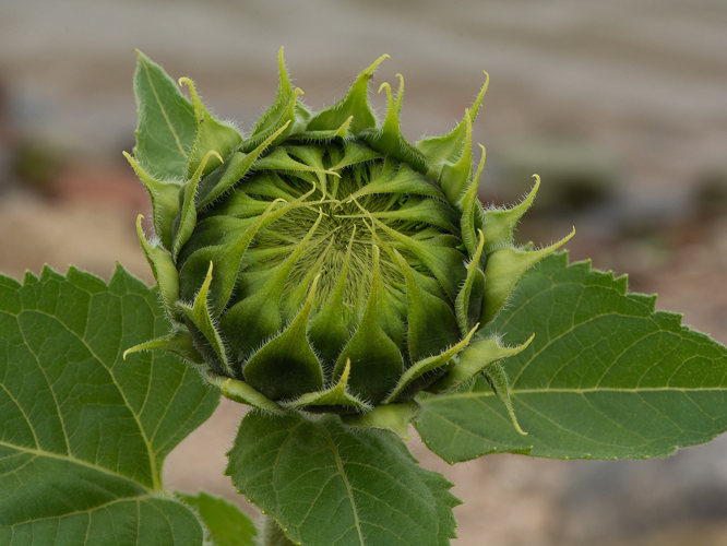 Helianthus annuus L., 1753 &copy; Wijnand van Buuren