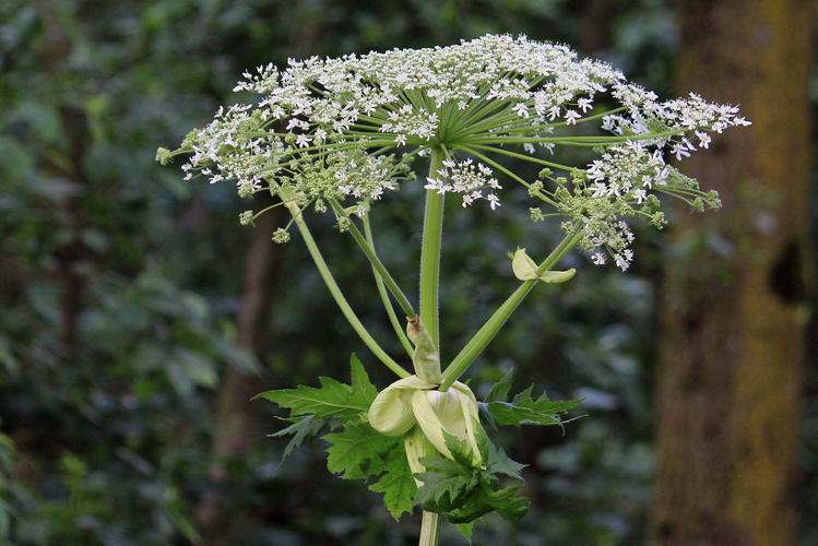 Heracleum sphondylium L., 1753 &copy; Annemieke Hoozemans