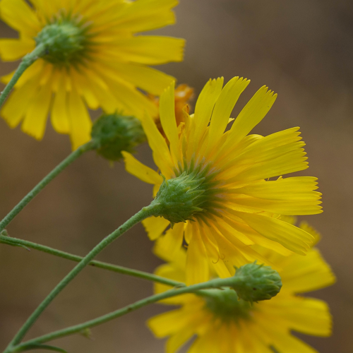 Hieracium umbellatum L., 1753 &copy; Wijnand van Buuren