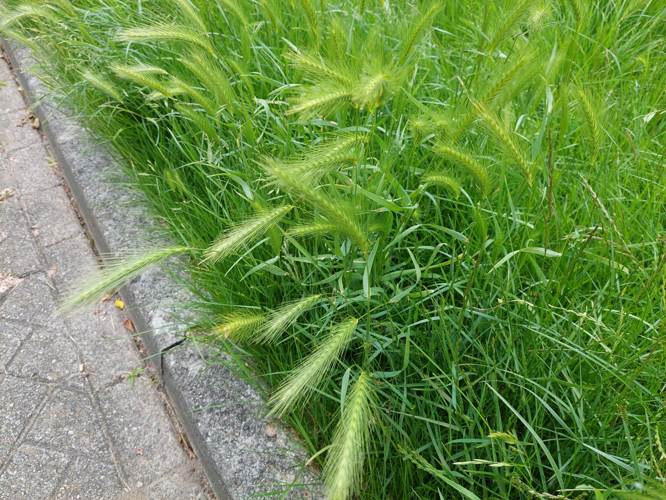 Hordeum murinum L., 1753 &copy; Dick Belgers