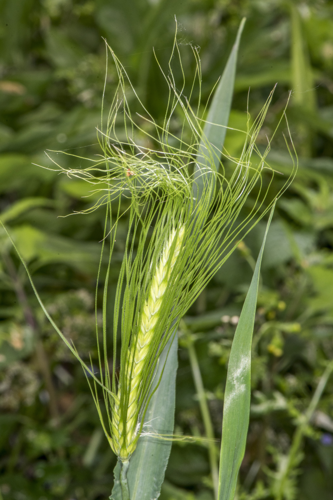 Hordeum vulgare L., 1753 &copy; Piet J. Ashouwer
