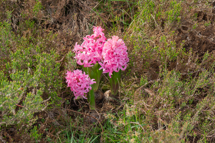 Hyacinthus orientalis L., 1753 &copy; Wijnand van Buuren