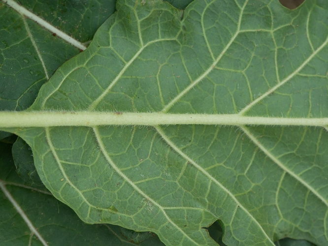 Hyoscyamus niger L., 1753 &copy; Wijnand van Buuren