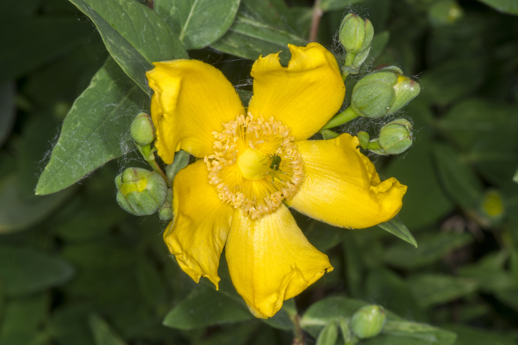 Hypericum calycinum L., 1767 &copy; Piet J. Ashouwer