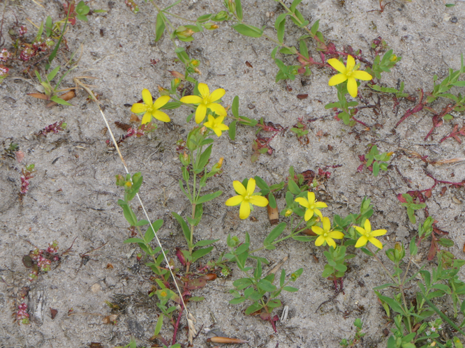 Hypericum humifusum L., 1753 &copy; Dick Belgers