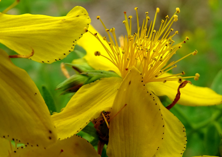 Hypericum perforatum L., 1753 &copy; Bert Verbruggen