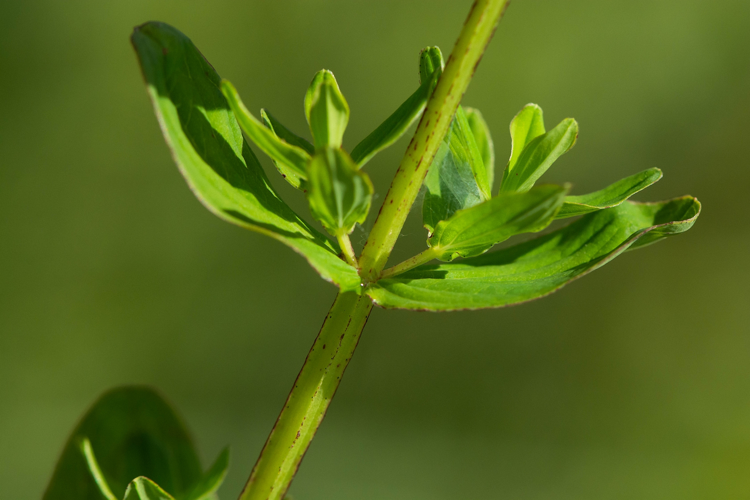 Hypericum tetrapterum Fr., 1823 &copy; Wijnand van Buuren
