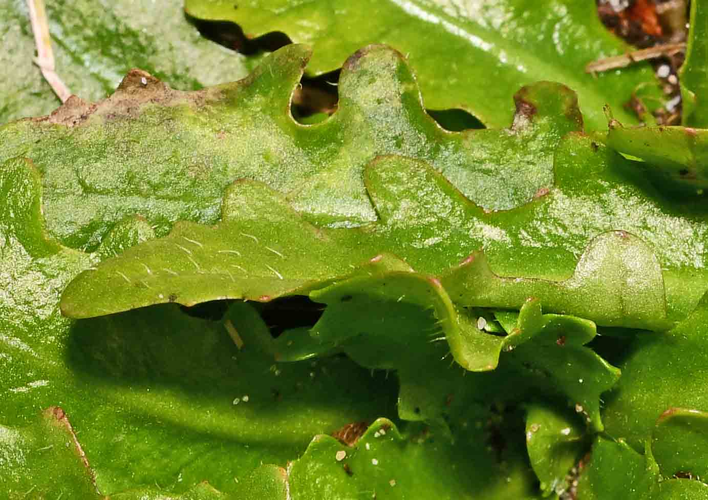 Hypochaeris radicata L., 1753 &copy; Bas van Hulst-Kuiper
