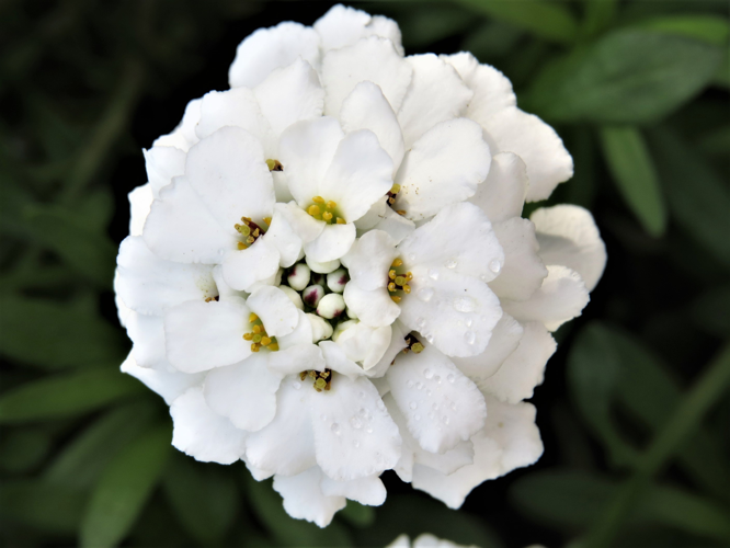 Iberis sempervirens L., 1753 &copy; Martien van den Heuvel